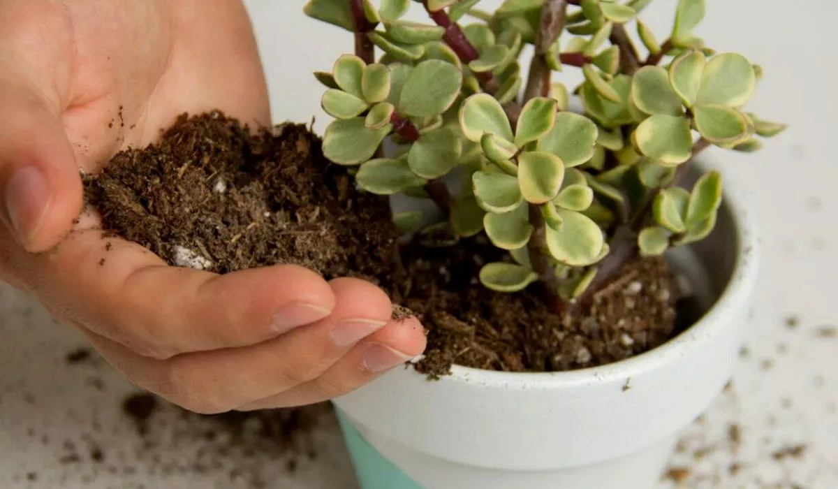 Do succulents need fertilizer?