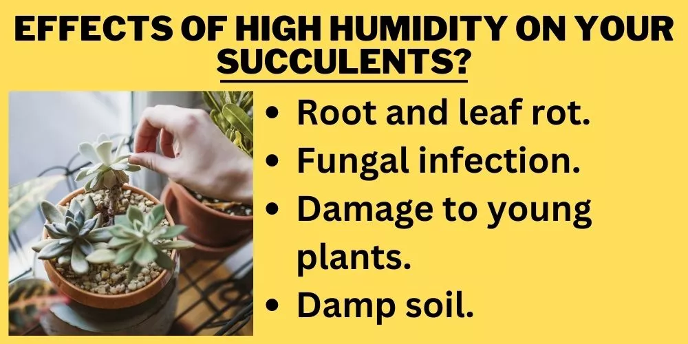 Effects of High Humidity on Your Succulents