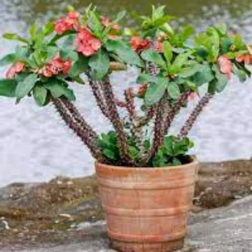 Euphorbia Milii (Crown of Thorns)