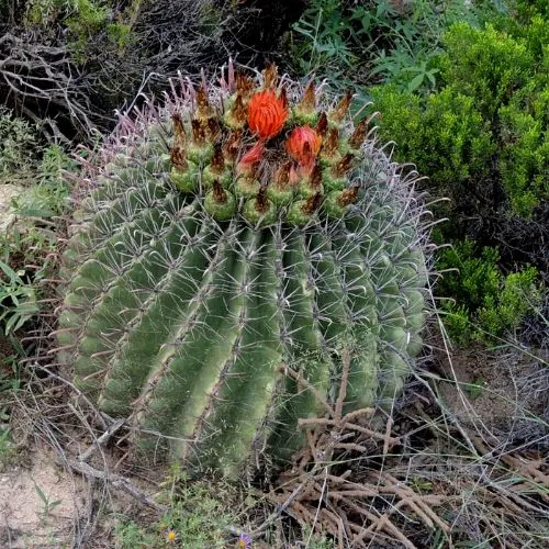 Fishhook Barrel (Ferocactus wislizenii)