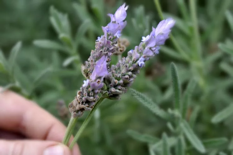 Fungal Infection of Lavender Plant