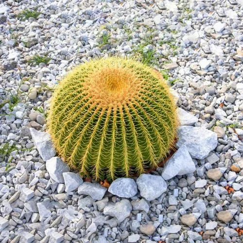 Golden Barrel Cactus (Echinocactus grusonii)