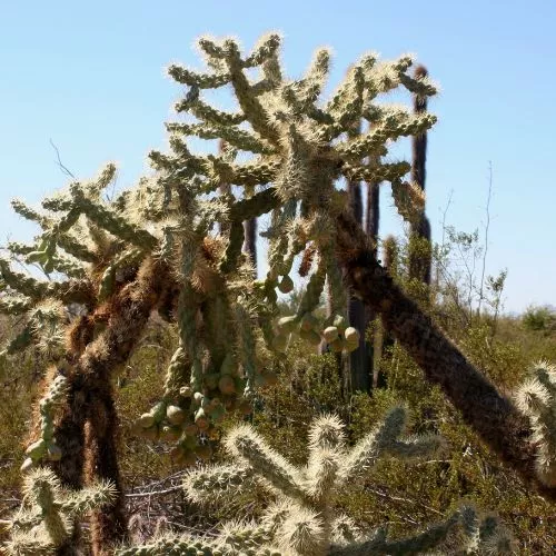 Hanging Chain Cholla (Cylindropuntia fulgida)