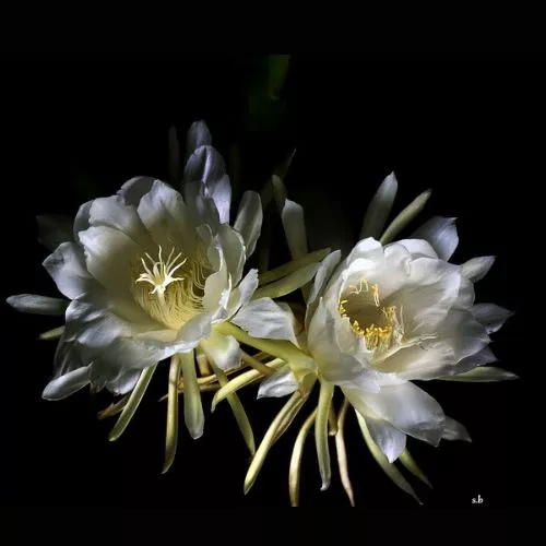 Hedge Cactus/Queen of the Night (Epiphyllum oxypetalum)