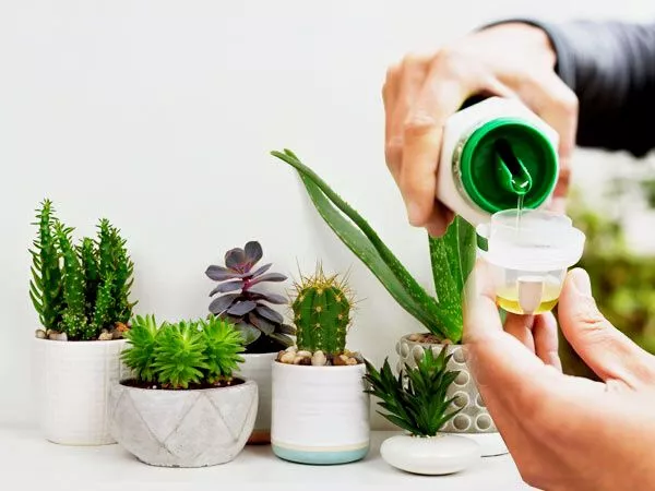 How Often do succulents fertilize