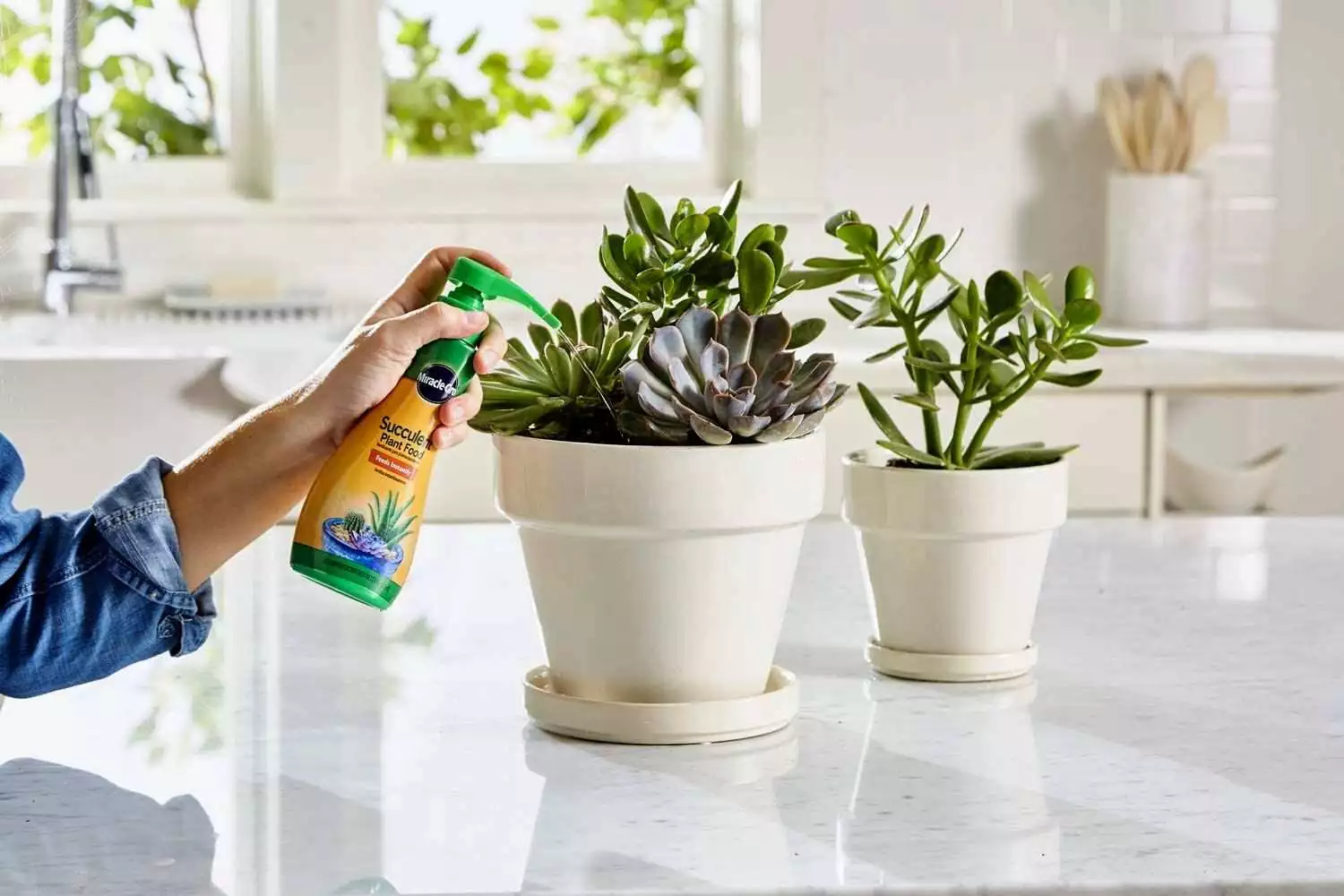 How Often do succulents fertilize