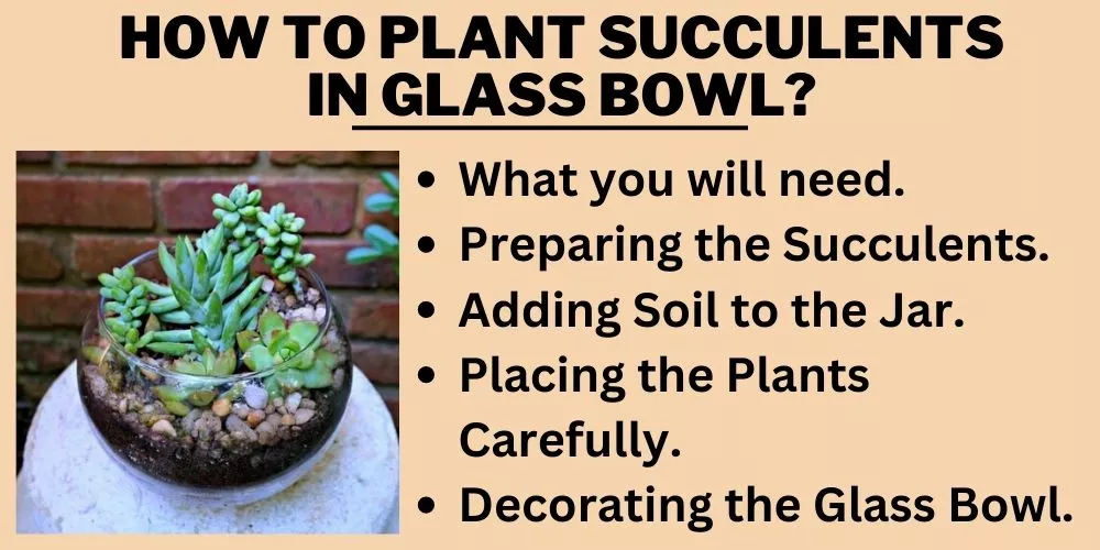 How To Plant Succulents In Glass Bowl (Step-By-Step Guide)