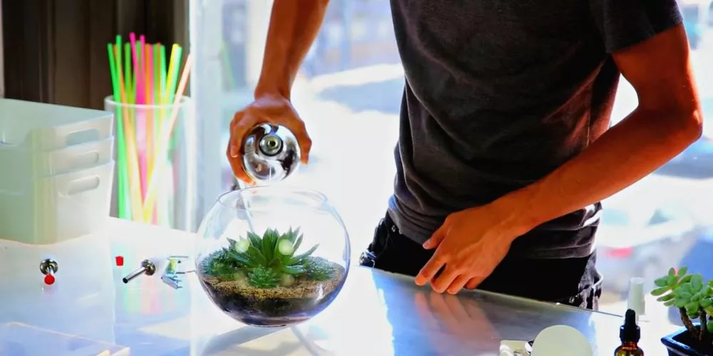 How To Water Succulents In A Glass Jar?