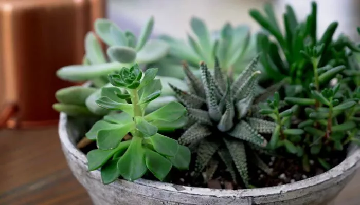 How can you tell if a Succulent is getting too much humidity