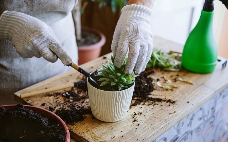 How do you fertilize indoor succulents?