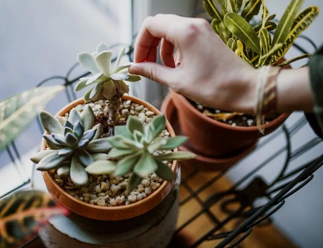 How do you preserve succulents without soil