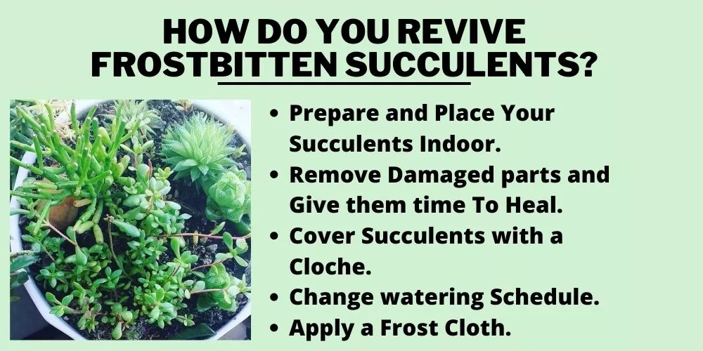 How do you revive frostbitten succulents