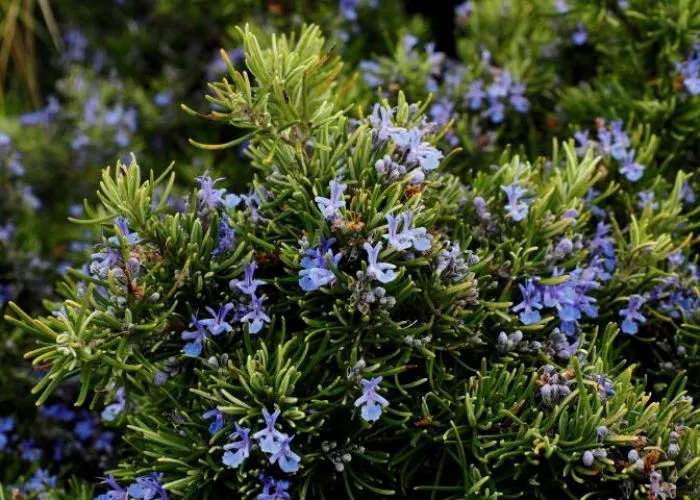 How do you take care of a rosemary plant Properly