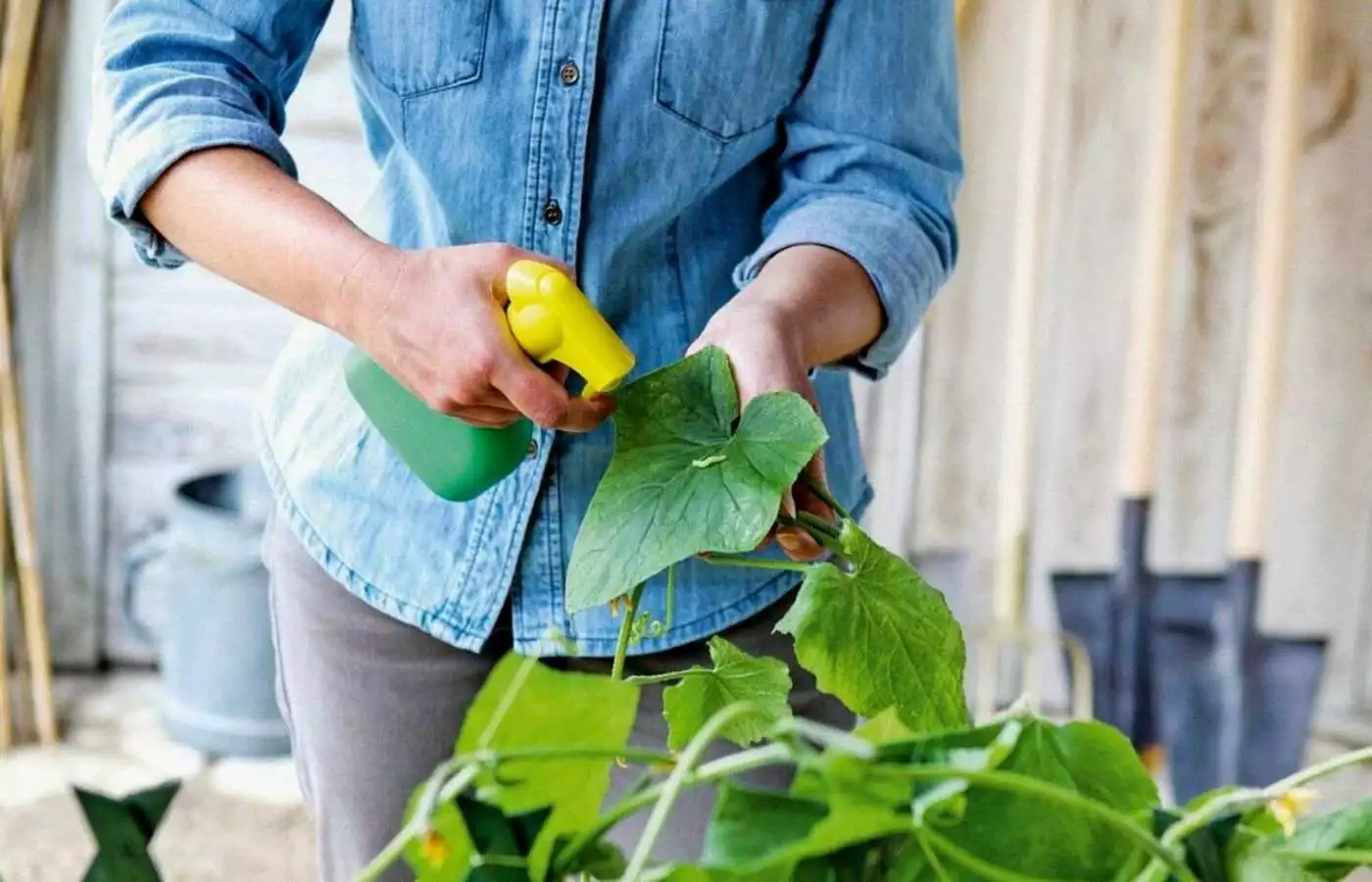 How do you use neem oil for succulents and cacti?