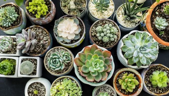 How long can succulents live out of the soil