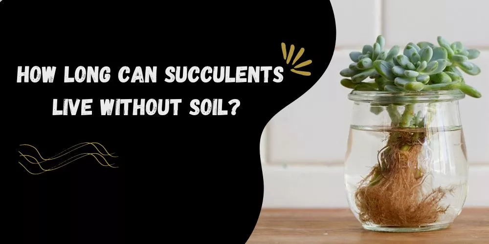 How long can succulents live without soil