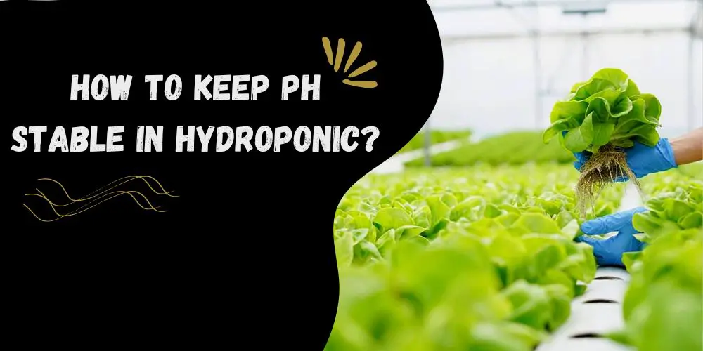 How to Keep Ph stable in Hydroponic