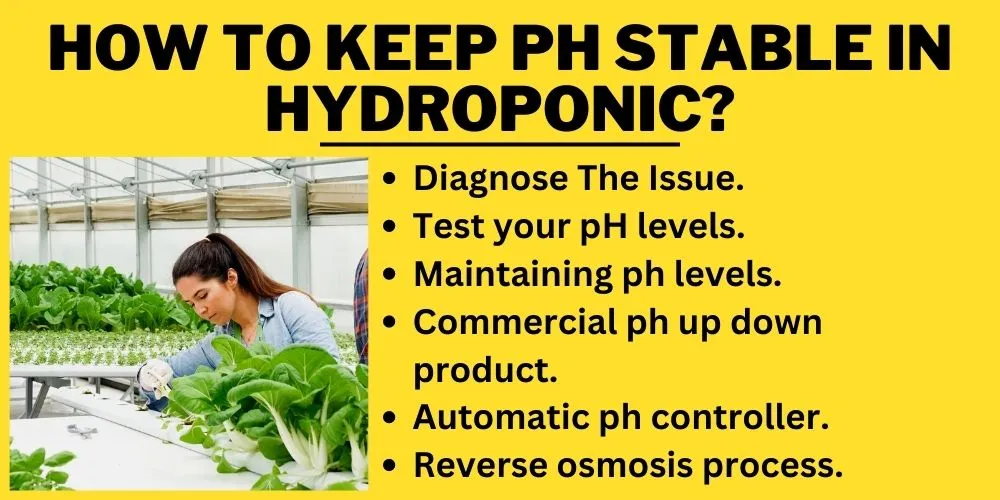 How to Keep Ph stable in Hydroponic (step by step)