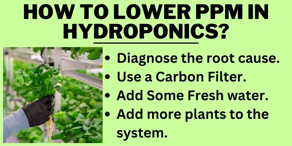 How to Lower ppm in Hydroponics (step by step)