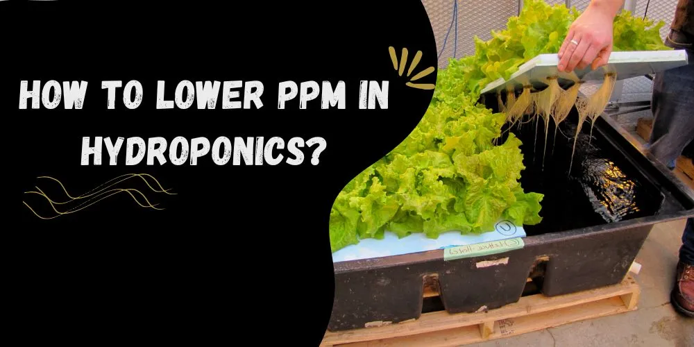 How to Lower ppm in hydroponics