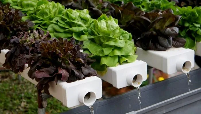 How to Lower ppm in hydroponics