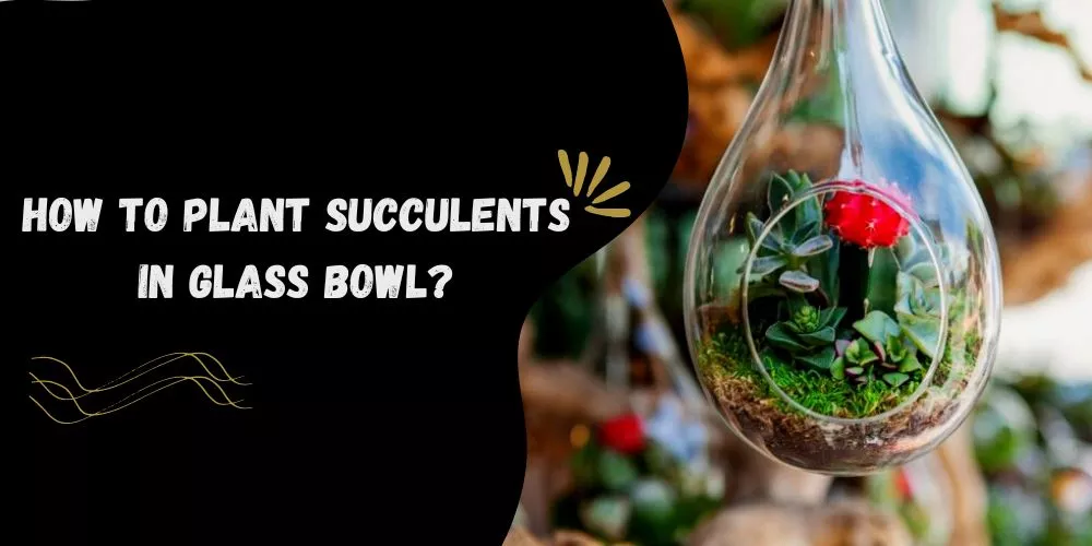 How to Plant Succulents in Glass Bowl