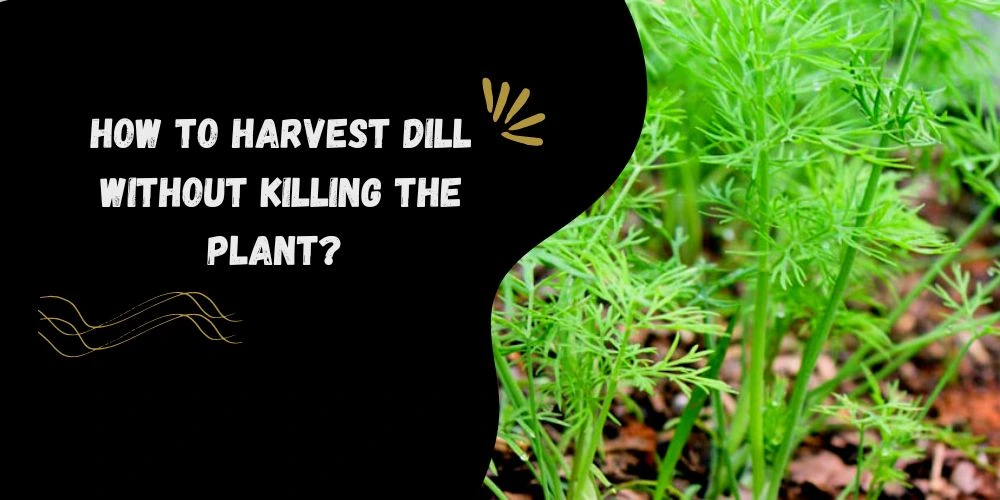 how to harvest dill without killing 