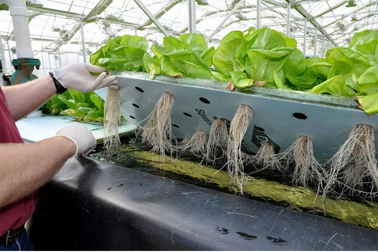 How to maintain an ideal ppm level in hydroponics