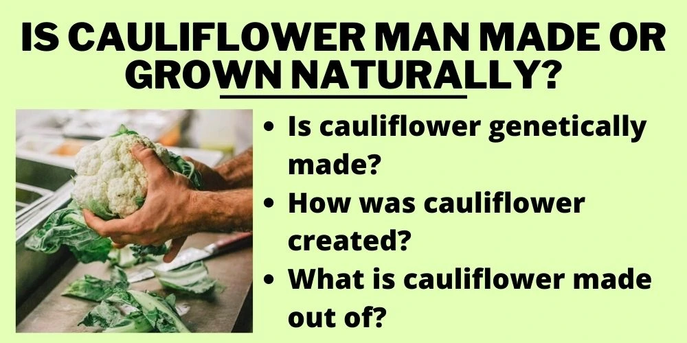 Is Cauliflower Man Made or Grown Naturally?