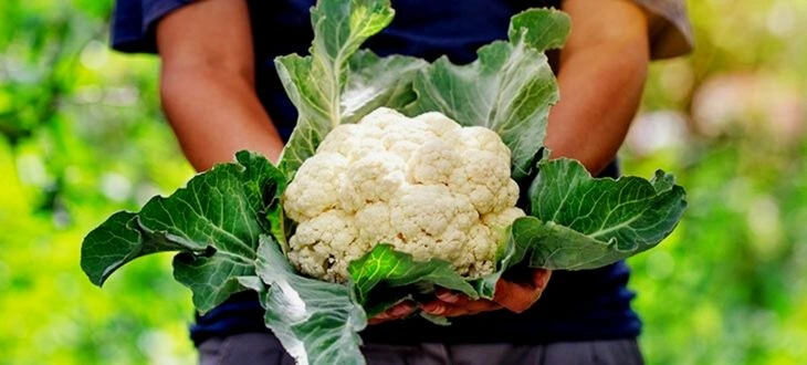 Is Cauliflower Man Made