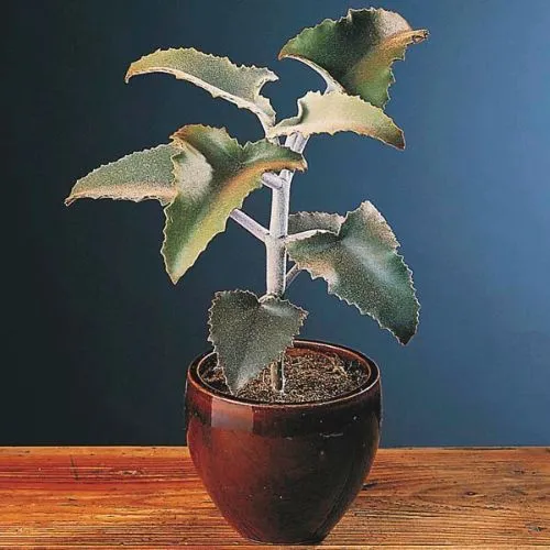 Kalanchoe Beharensis (Elephant’s Ears)