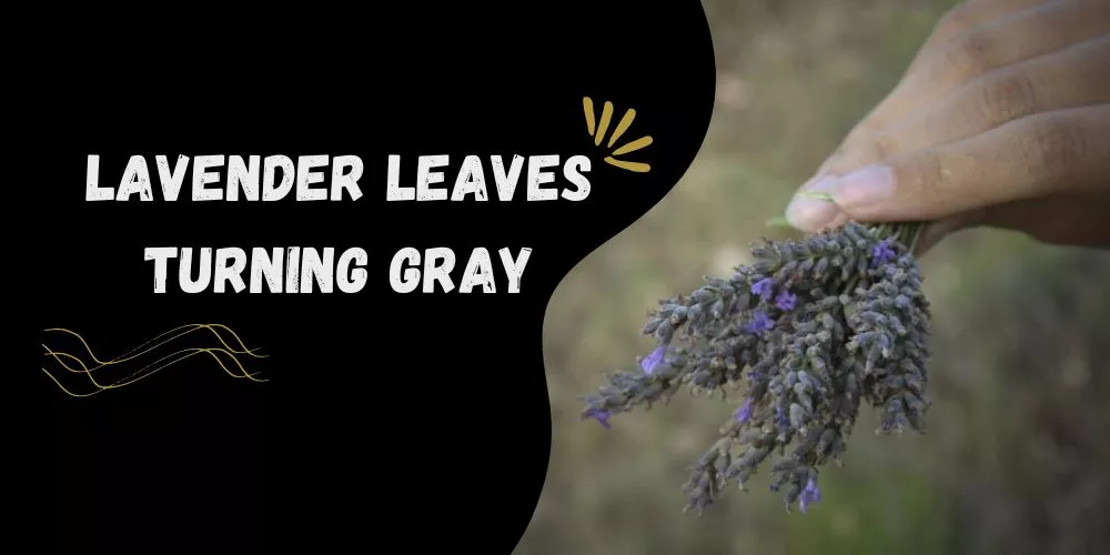 Lavender Leaves Turning Gray