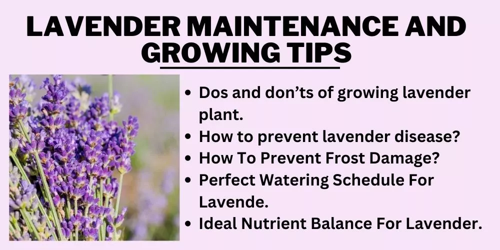 Lavender Maintenance and Growing Tips