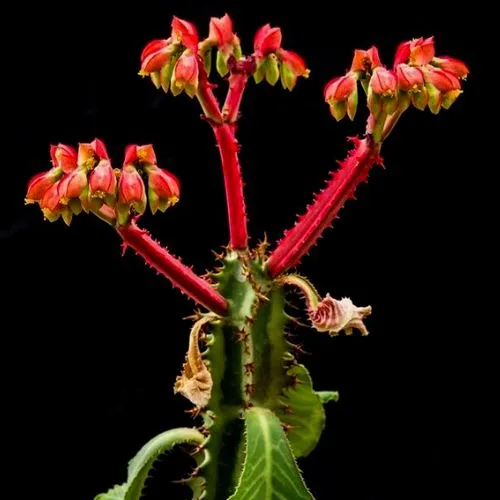 Monadenium Magnificum (Euphorbia magnifica)