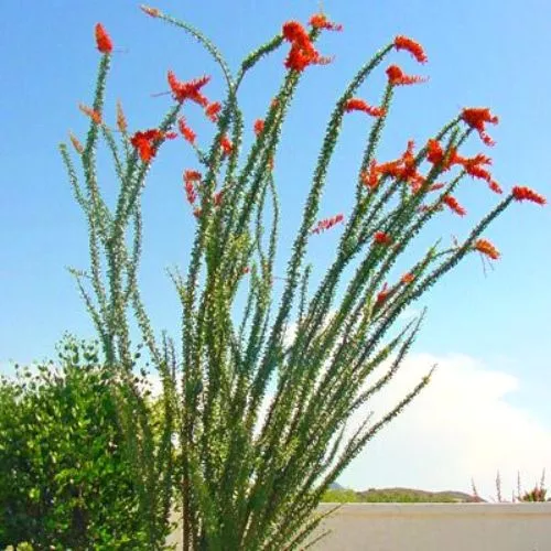 Ocotillo (Fouquieria Splendens)