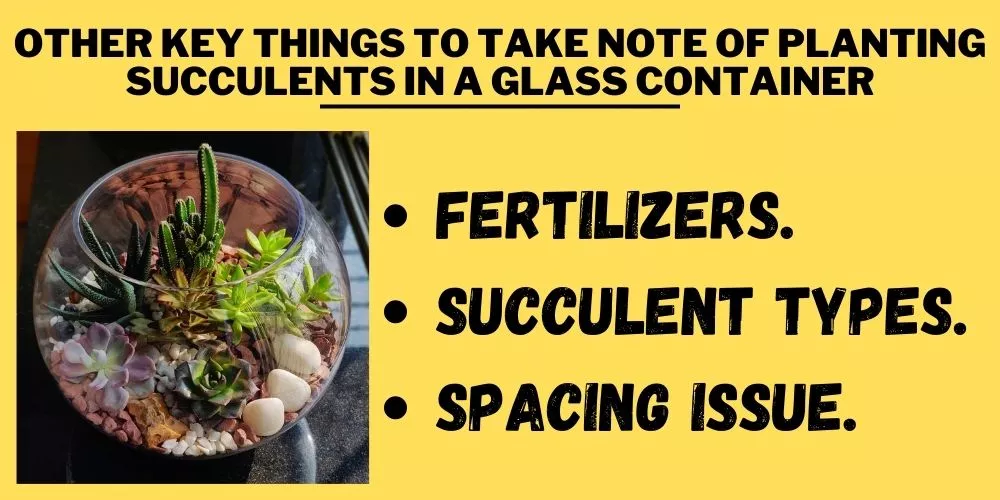 Other Key Things To Take Note Of planting succulents in a glass container