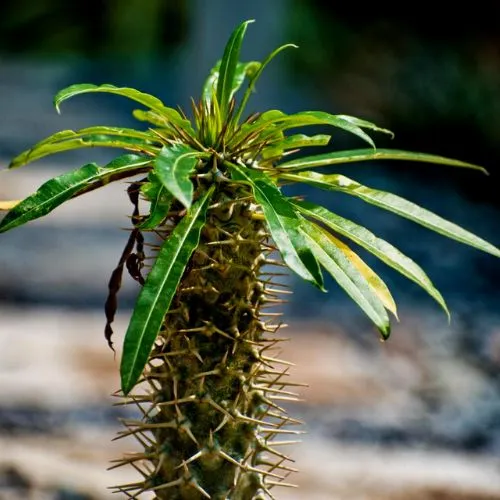 Pachypodium Lamerei (Madagascar Palm)