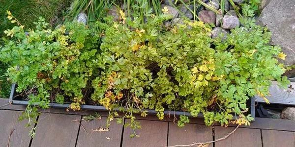 Parsley Leaves Turning Yellow