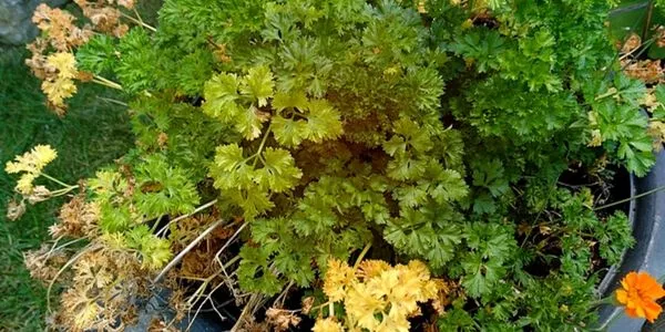 Parsley Leaves Turning Yellow: Reasons and Solutions