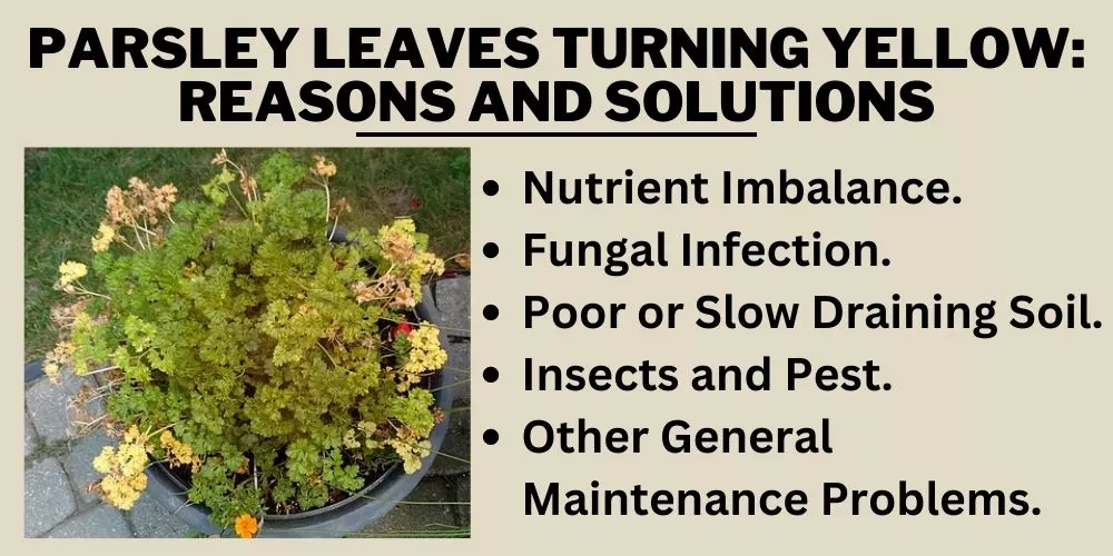 Parsley Leaves Turning Yellow: Reasons and Solutions