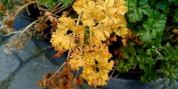 Parsley Leaves Turning Yellow