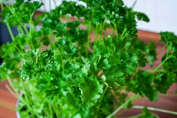 Parsley Plant Growing and Maintenance Tips