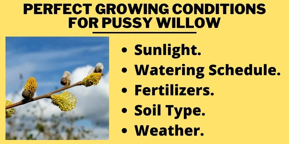 Perfect Growing Conditions for Pussy Willow