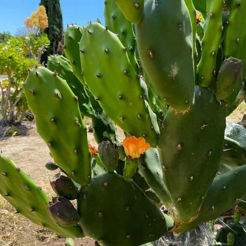 Prickly Pear (Opuntia sp.)