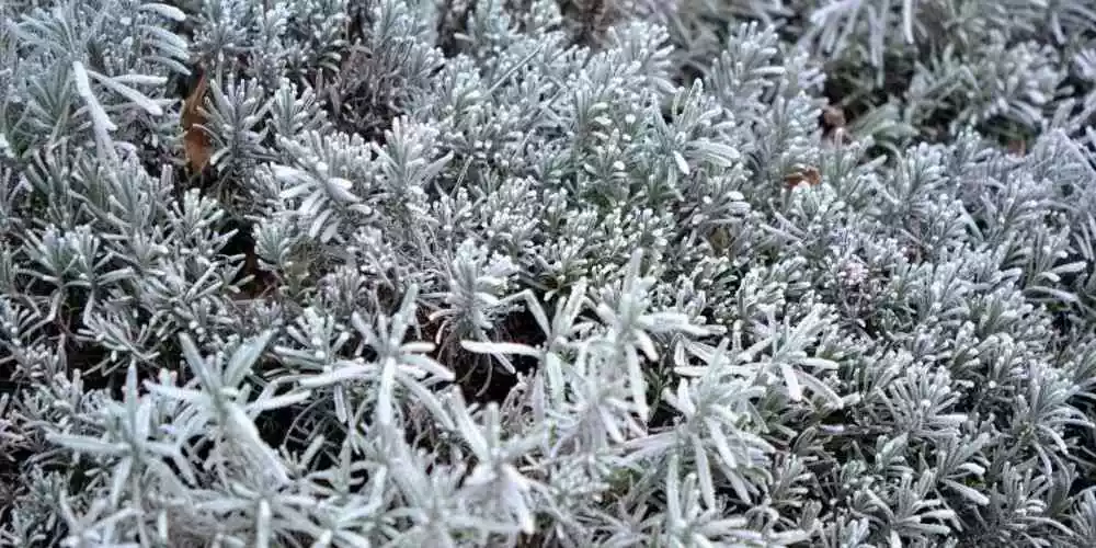 Revive Lavender From Frost Damage