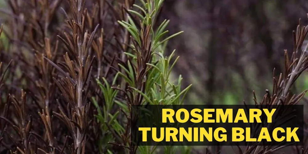 Rosemary Turning Black