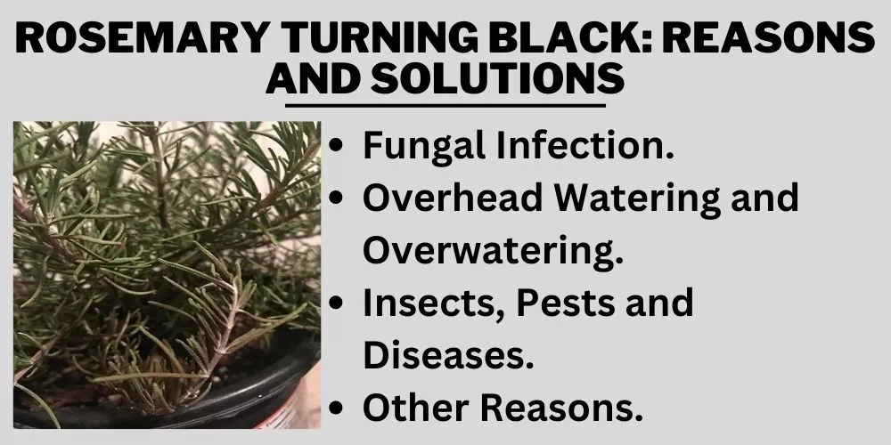 Rosemary Turning Black: Reasons and Solutions