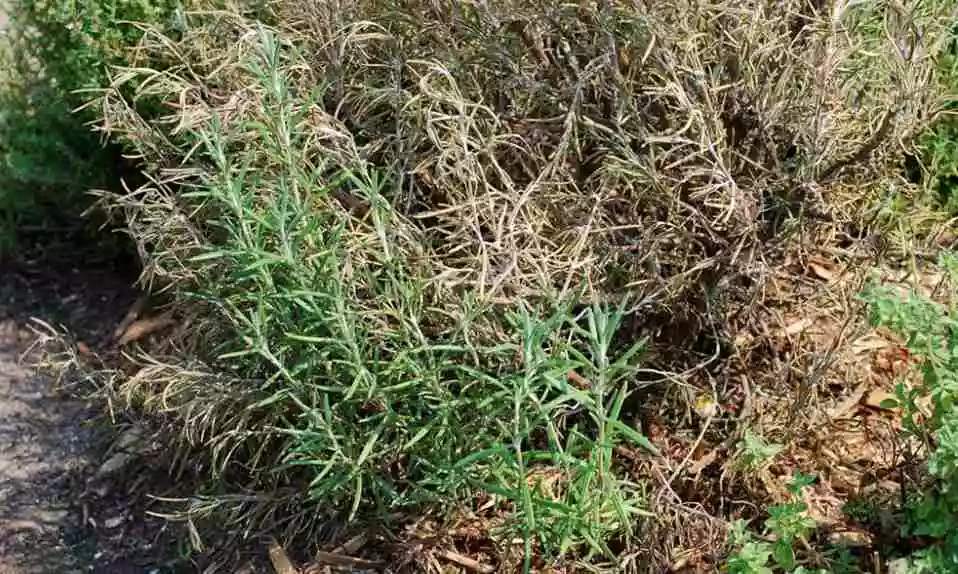 Rosemary Turning Black