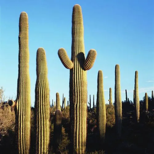 Saguaro (Carnegiea gigantea)