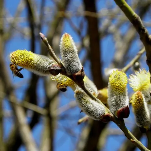 How To Preserve Willow Branches In 6 Easy Methods